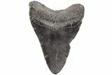 3.33" Fossil Megalodon Tooth - South Carolina - #203139-1